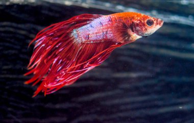 Savaşçı Siyam Balığı (Betta ihtişamlı), diğer adıyla Beta Balığı