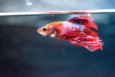 Savaşçı Siyam Balığı (Betta ihtişamlı), diğer adıyla Beta Balığı