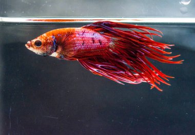 Savaşçı Siyam Balığı (Betta ihtişamlı), diğer adıyla Beta Balığı