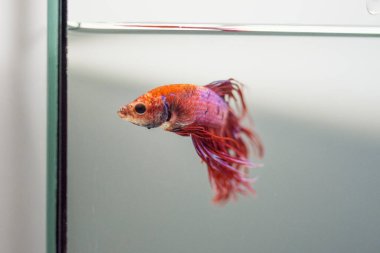 Savaşçı Siyam Balığı (Betta ihtişamlı), diğer adıyla Beta Balığı