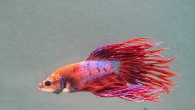 Savaşçı Siyam Balığı (Betta ihtişamlı), diğer adıyla Beta Balığı