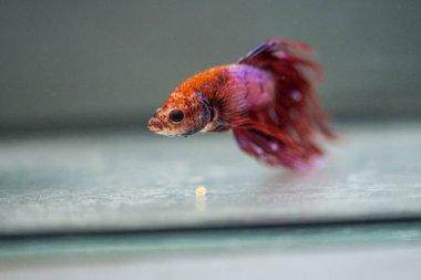 Savaşçı Siyam Balığı (Betta ihtişamlı), diğer adıyla Beta Balığı