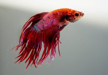 Savaşçı Siyam Balığı (Betta ihtişamlı), diğer adıyla Beta Balığı