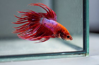 Savaşçı Siyam Balığı (Betta ihtişamlı), diğer adıyla Beta Balığı