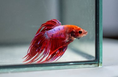 Savaşçı Siyam Balığı (Betta ihtişamlı), diğer adıyla Beta Balığı