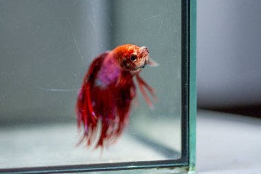 Savaşçı Siyam Balığı (Betta ihtişamlı), diğer adıyla Beta Balığı