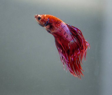 Savaşçı Siyam Balığı (Betta ihtişamlı), diğer adıyla Beta Balığı
