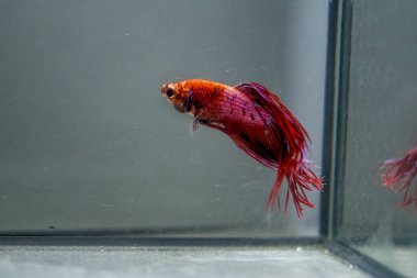 Savaşçı Siyam Balığı (Betta ihtişamlı), diğer adıyla Beta Balığı