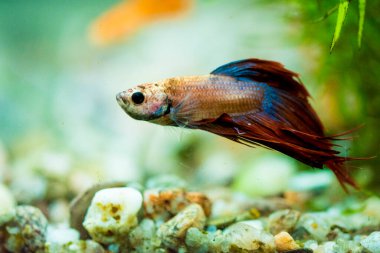 Savaşçı Siyam Balığı (Betta ihtişamlı), diğer adıyla Beta Balığı