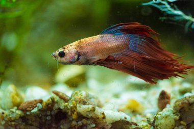 Savaşçı Siyam Balığı (Betta ihtişamlı), diğer adıyla Beta Balığı