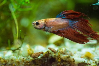 Savaşçı Siyam Balığı (Betta ihtişamlı), diğer adıyla Beta Balığı