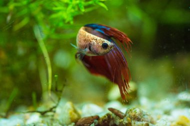 Savaşçı Siyam Balığı (Betta ihtişamlı), diğer adıyla Beta Balığı