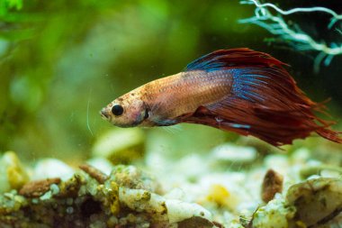 Savaşçı Siyam Balığı (Betta ihtişamlı), diğer adıyla Beta Balığı