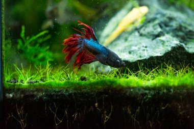 Savaşçı Siyam Balığı (Betta ihtişamlı), diğer adıyla Beta Balığı