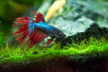 Savaşçı Siyam Balığı (Betta ihtişamlı), diğer adıyla Beta Balığı