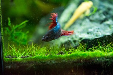 Savaşçı Siyam Balığı (Betta ihtişamlı), diğer adıyla Beta Balığı