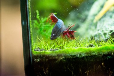 Savaşçı Siyam Balığı (Betta ihtişamlı), diğer adıyla Beta Balığı