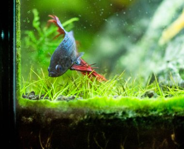 Savaşçı Siyam Balığı (Betta ihtişamlı), diğer adıyla Beta Balığı