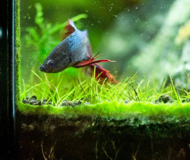 Savaşçı Siyam Balığı (Betta ihtişamlı), diğer adıyla Beta Balığı