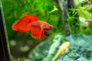 Savaşçı Siyam Balığı (Betta ihtişamlı), diğer adıyla Beta Balığı