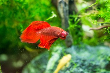 Savaşçı Siyam Balığı (Betta ihtişamlı), diğer adıyla Beta Balığı