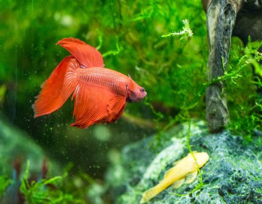 Savaşçı Siyam Balığı (Betta ihtişamlı), diğer adıyla Beta Balığı