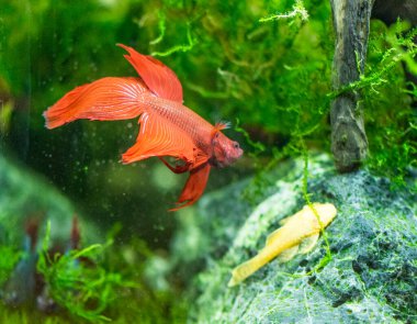 Savaşçı Siyam Balığı (Betta ihtişamlı), diğer adıyla Beta Balığı