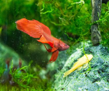 Savaşçı Siyam Balığı (Betta ihtişamlı), diğer adıyla Beta Balığı