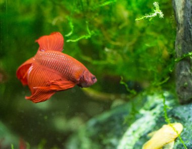 Savaşçı Siyam Balığı (Betta ihtişamlı), diğer adıyla Beta Balığı