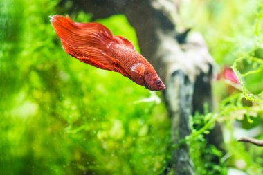 Savaşçı Siyam Balığı (Betta ihtişamlı), diğer adıyla Beta Balığı