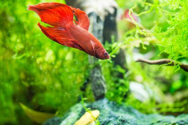 Savaşçı Siyam Balığı (Betta ihtişamlı), diğer adıyla Beta Balığı