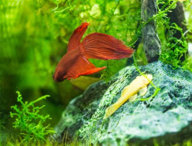 Savaşçı Siyam Balığı (Betta ihtişamlı), diğer adıyla Beta Balığı