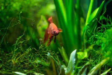 Savaşçı Siyam Balığı (Betta ihtişamlı), diğer adıyla Beta Balığı