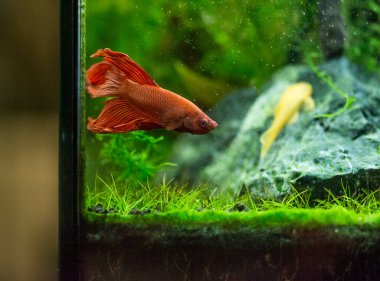 Savaşçı Siyam Balığı (Betta ihtişamlı), diğer adıyla Beta Balığı