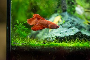 Savaşçı Siyam Balığı (Betta ihtişamlı), diğer adıyla Beta Balığı