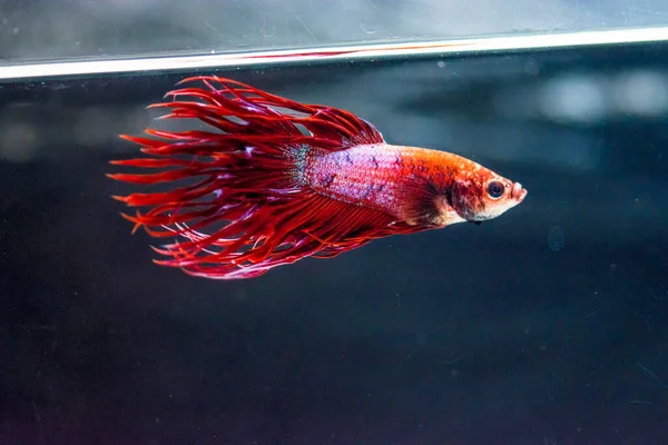 Savaşçı Siyam Balığı (Betta ihtişamlı), diğer adıyla Beta Balığı