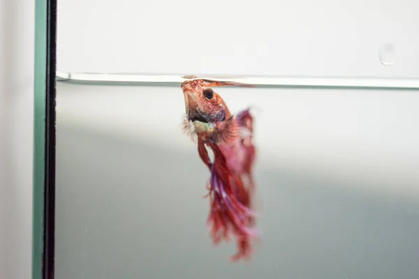 Savaşçı Siyam Balığı (Betta ihtişamlı), diğer adıyla Beta Balığı