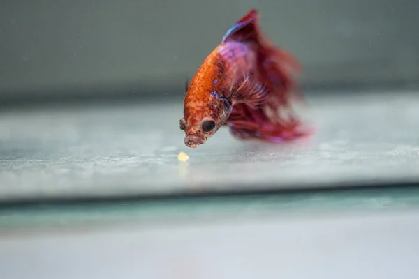 Savaşçı Siyam Balığı (Betta ihtişamlı), diğer adıyla Beta Balığı