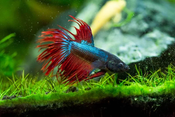 Savaşçı Siyam Balığı (Betta ihtişamlı), diğer adıyla Beta Balığı