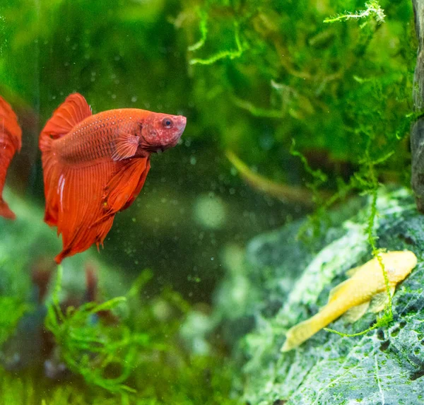 Сиамская Боевая Рыба Betta Splendens Известная Thebetta — стоковое фото