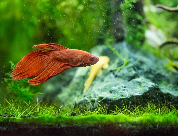 Thesiamese Peixe Combate Betta Splendens Também Conhecido Como Thebetta — Fotografia de Stock