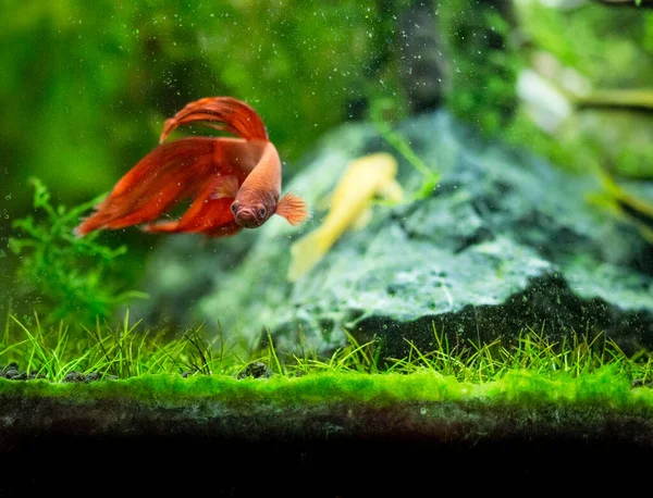 Pez Siamés Lucha Betta Splendens También Conocido Como Thebetta — Foto de Stock