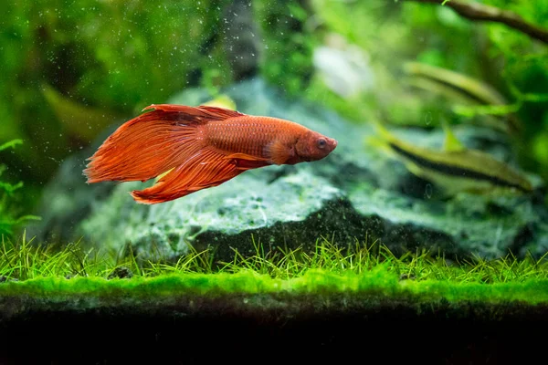 Σιαμαία Ψάρια Που Μάχονται Betta Splendens Επίσης Γνωστή Thebetta — Φωτογραφία Αρχείου