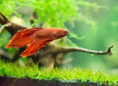 Savaşçı Siyam Balığı (Betta splendens), ayrıca betta olarak da bilinir (kırmızı)