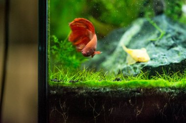 Savaşçı Siyam Balığı (Betta splendens), ayrıca betta olarak da bilinir (kırmızı)