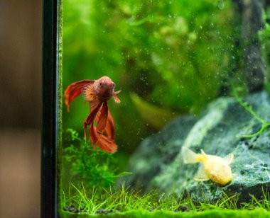 Savaşçı Siyam Balığı (Betta splendens), ayrıca betta olarak da bilinir (kırmızı)