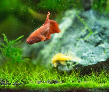 Savaşçı Siyam Balığı (Betta splendens), ayrıca betta olarak da bilinir (kırmızı)