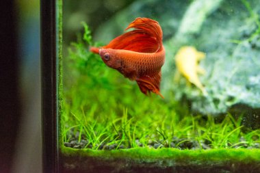 Savaşçı Siyam Balığı (Betta splendens), ayrıca betta olarak da bilinir (kırmızı)