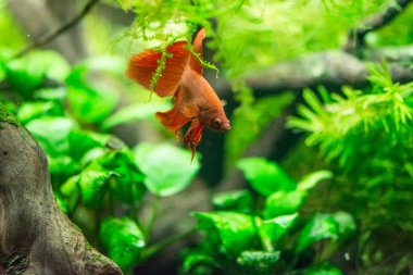 Savaşçı Siyam Balığı (Betta splendens), ayrıca betta olarak da bilinir (kırmızı)