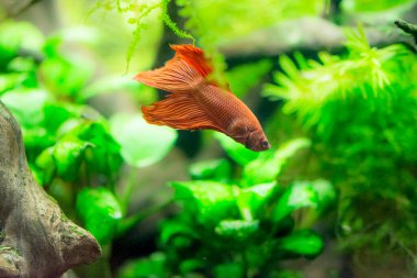 Savaşçı Siyam Balığı (Betta splendens), ayrıca betta olarak da bilinir (kırmızı)